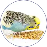 Envasado de alimento para mascotas - aves