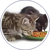 Envasado de alimento para mascotas - gatos