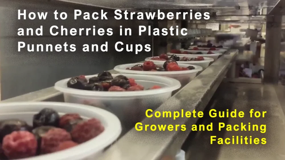 How to Pack Strawberries and Cherries in Plastic Punnets and Cups